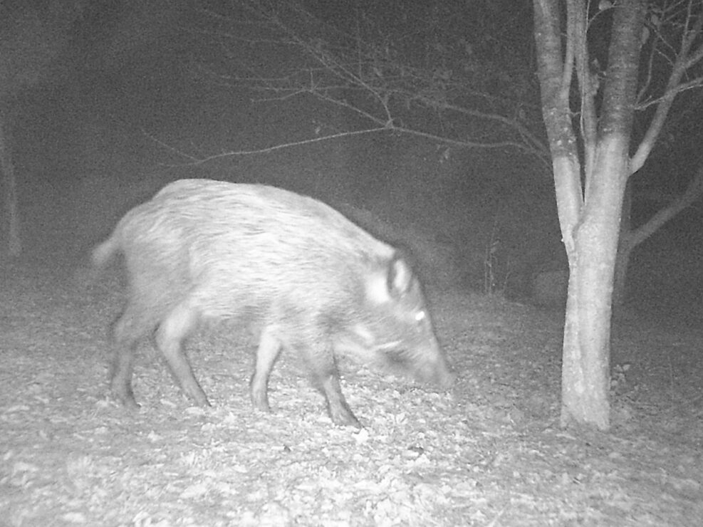 Night time activity in the orchard